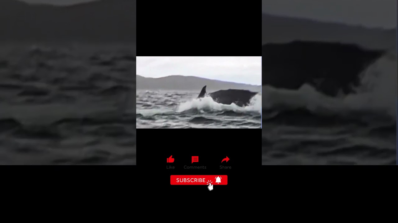 Unusual Footage: man is swallowed by humpback whale