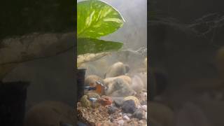 #exoticaquariumfish #aquariumfish #fish #aquarium #youtubeshorts #fishaquarium #planetaquarium #koi