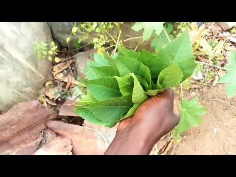 Dawa ya kuondoa na kumaliza uvimbe na hasa baada ya kujifungua