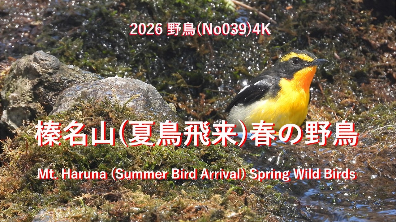 hana   に鳥 2026榛名山(夏鳥飛来)春の野鳥4K(No039)Mt. Haruna (Summer Bird