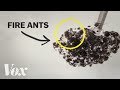 Fire Ant Behavior and Applications
