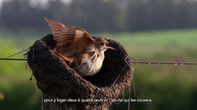 Ces oiseaux construisent des nids, les femelles choisissent les meilleurs 