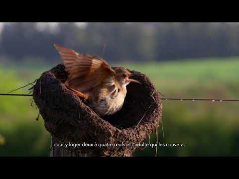 Vidéo: Design d'intérieur de restaurant chic par Sandra Tarruella Studio