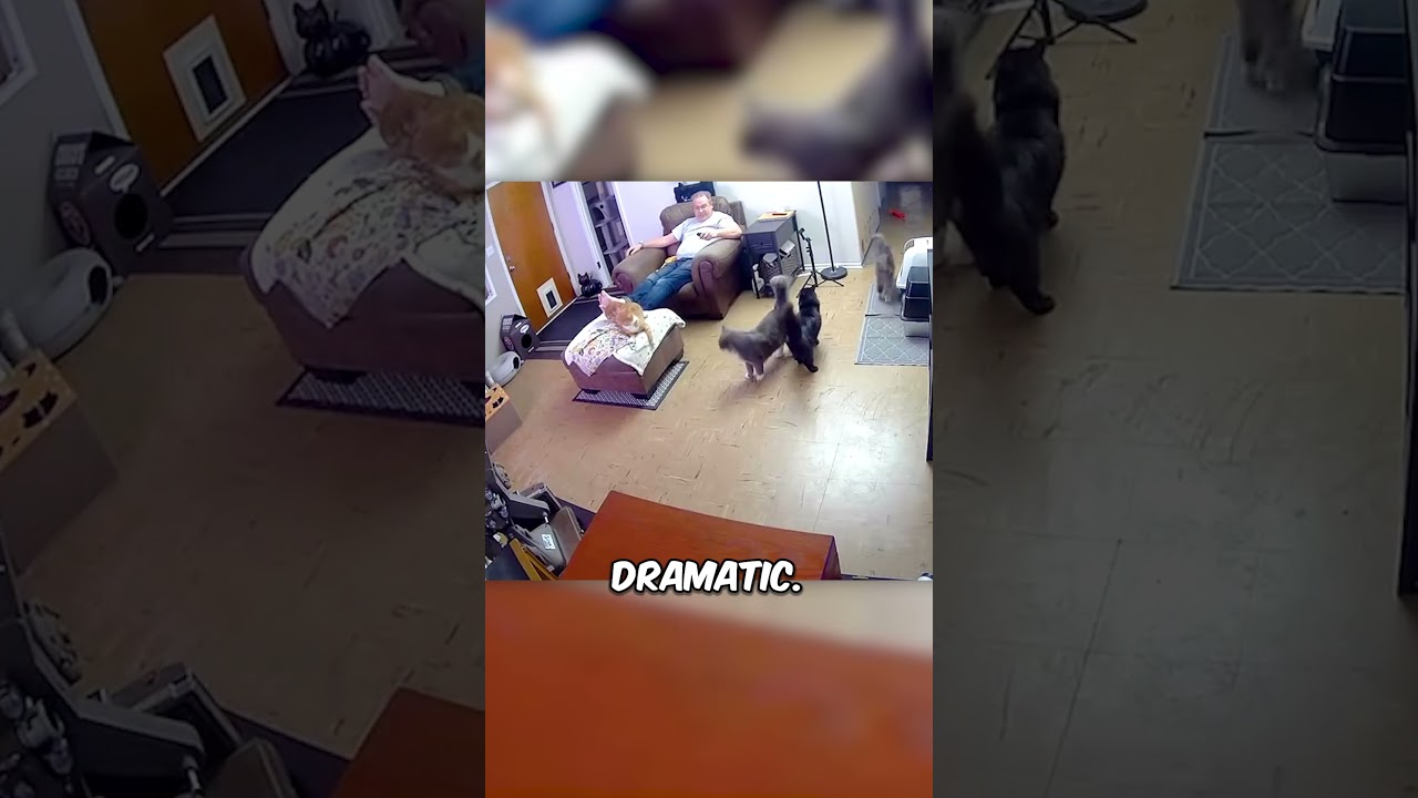 Он всего лишь спросил, хотят ли они поесть 🤣