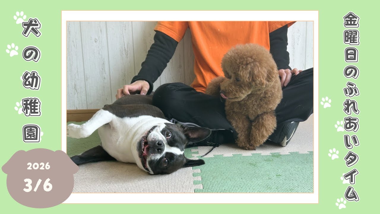 【犬の幼稚園】わんわんようちえん　金曜日のふれあいタイム