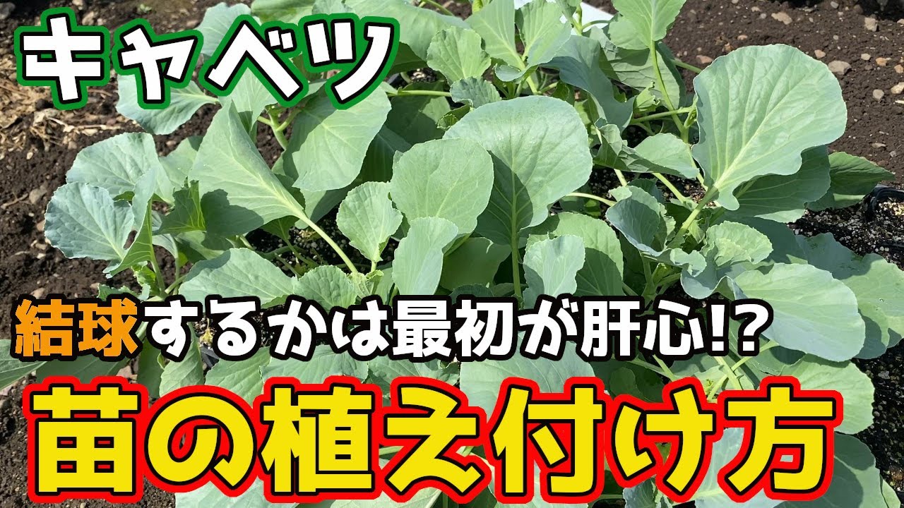 Cabbage] The beginning is crucial! We will introduce you to an