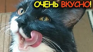 СМЕХ! Кот облизывается и мяукает)