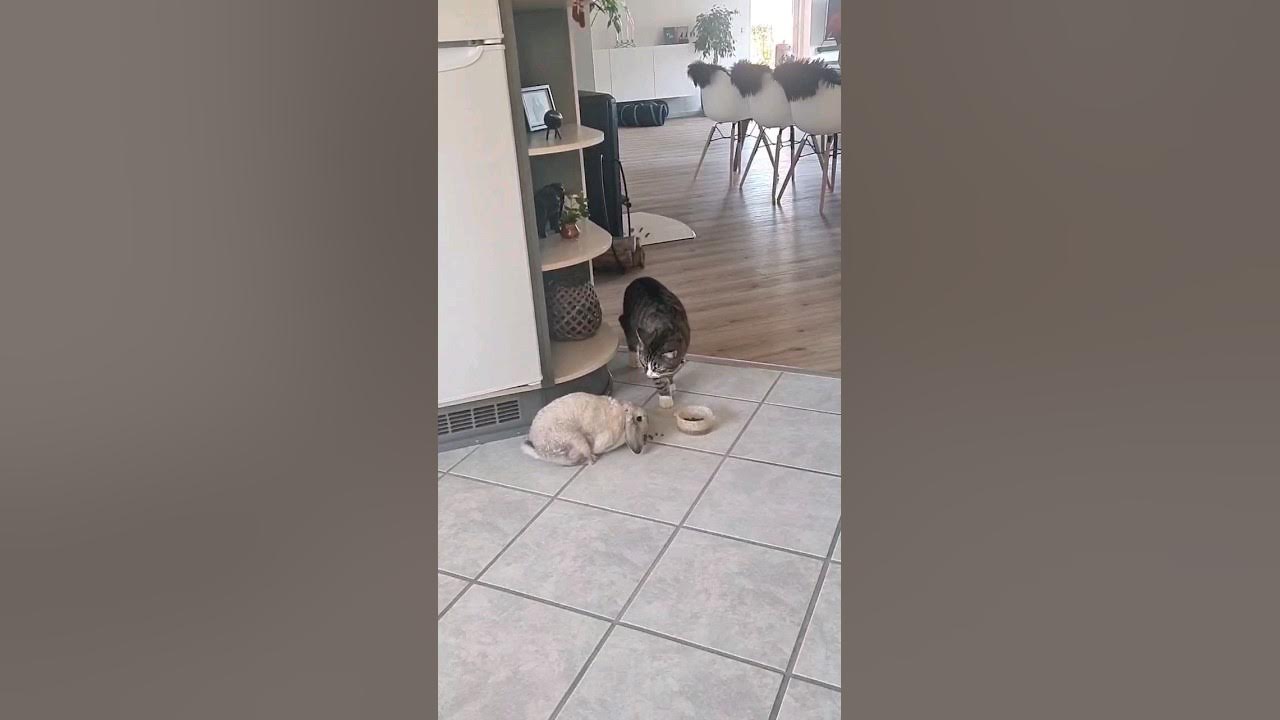 Cat watch rabbit throw a temper tantrum 😳🥲 YouTube