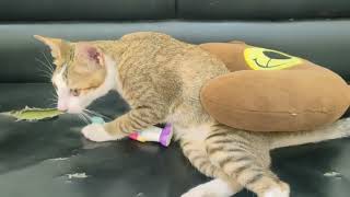 Creating a Happy and Healthy Environment for Your Cat to Play | kitten is really fun #2