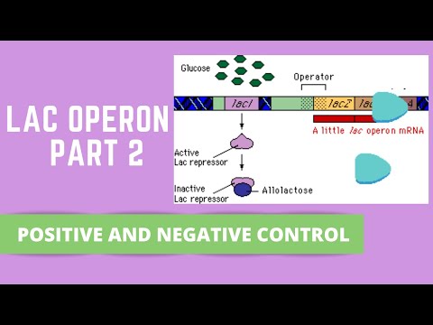 Video: Ce este un control pozitiv și un control negativ în electroforeza pe gel?