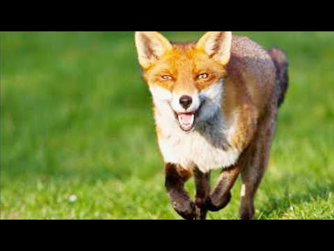 طيور تحمي صغارها من حيوانات مفترسه التعلب