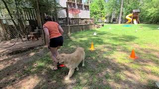 Jack SS18660501 AKC Rally Novice course 2 by Lakota Retrievers 13 views 3 years ago 2 minutes, 30 seconds