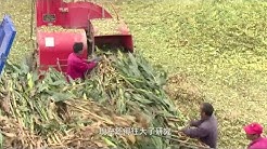 妻子身患重病欠下巨債,大叔發明草料粉碎機,成功後1年還清80萬【發明迷】