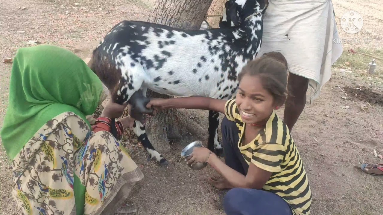Goat Milking in jhansi village I Halwai Khana Khazana