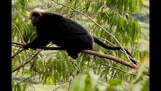 Nilgiri Langur | Wild Animal | Wildlife | Thattekad | Kerala