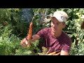 Backyard Carrot Harvest in Phoenix, Arizona - Epic Garden!