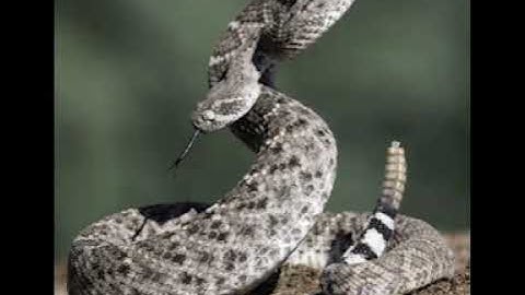 Rattle Snake Sound
