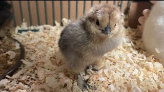 The Prettiest Chick Is Charlie