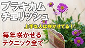 デルフィニウムの育て方 夏越し 摘心 夏越しできると2年目はスゴイ Youtube デルフィニウムの育て方 夏越し 摘心 夏越しできると2年目はスゴイ Youtube