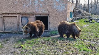 A Szegedi Vadaspark medvéi jósolták meg vége-e a télnek