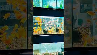 location Chandpur Kochua Rohimanagar 🐠