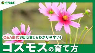 ☘08:コスモスの育て方｜種まき方法、植え替え、肥料の与え方、苗の選び方、植えつけの注意点をご紹介します。｜【PlantiaQ&A】ガーデニングのお悩み解決！植物の情報、育て方をQ&A形式でご紹介