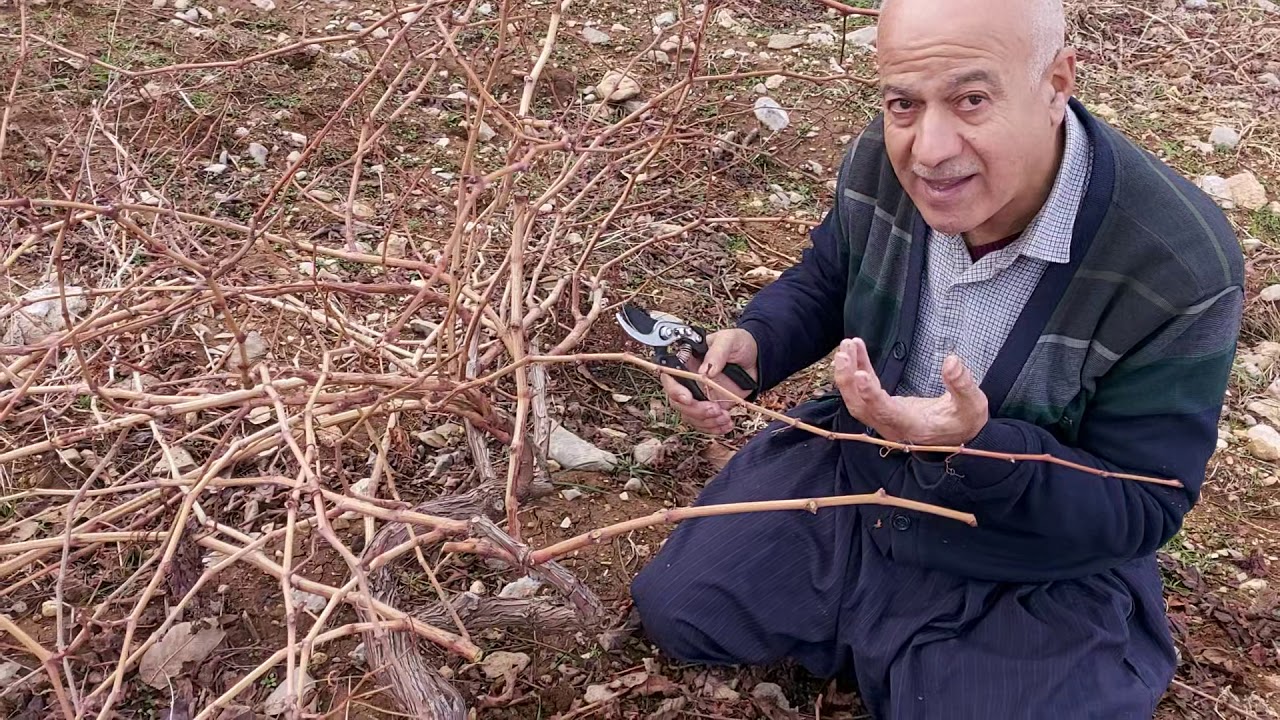 (بڕینی مێوی سپی)