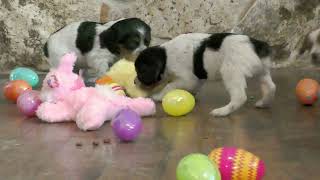 Four Week old French Brittany puppies hunting easter eggs, stuffed rabbits and a stuffed chick.