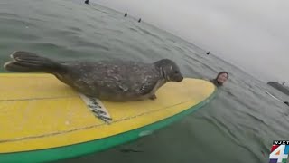 Surfing seal caught making waves!