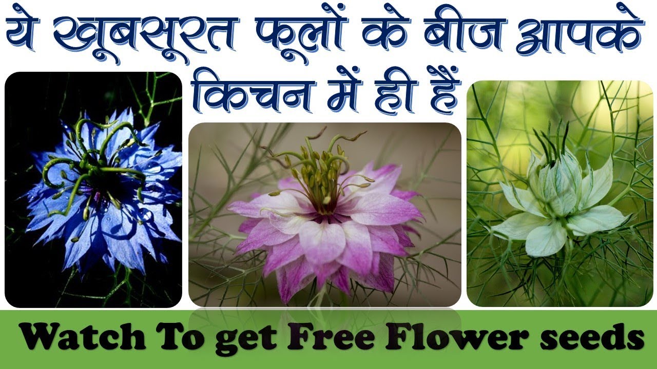 ये खूबसूरत फूलों के बीज आपके किचन में है free flower seeds samples