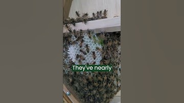 The Speed of Nature with an Amazing Beehive! 🐝 #shorts #beehive #observationhive