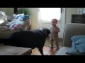 Greater Swiss Mountain Dog (Charlie) Plays With Child の動画、YouTube動画。