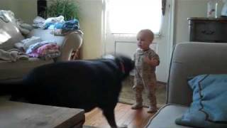 Greater Swiss Mountain Dog (Charlie) Plays With Child