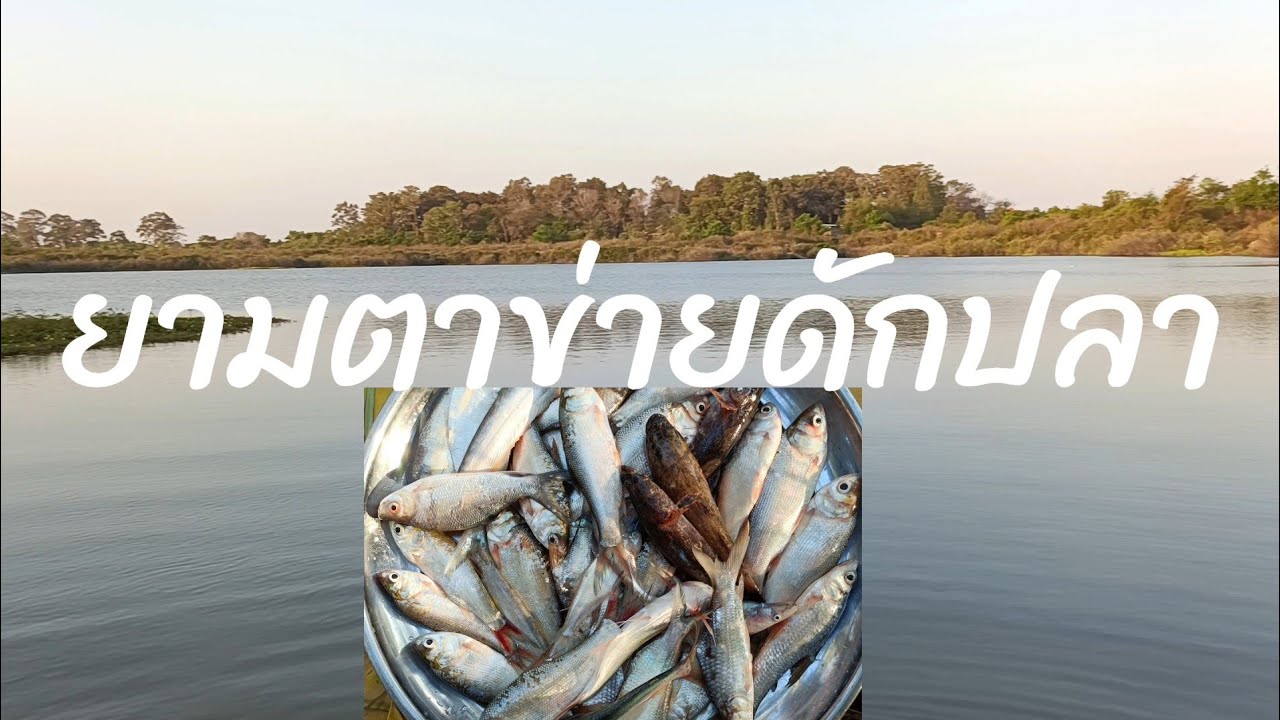 #ยามมองดักปลา21 สิงหาคม2569@BaoPongบ่าวป๋อง 