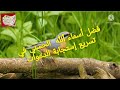 أسماء الله الحسنى مفتاح لتسريع استجابة الدعاءبدون حقوق النشر قناةعصافيروأغراس   