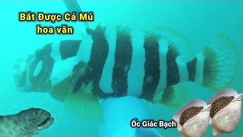 Lặn Biển Bắt Cá Mú Hoa Văn _Cá Chình Biển _Ốc Giác Bạch Đẹp Cực kỳ Tập 64 #lặnbắthảisản #lặnbiển