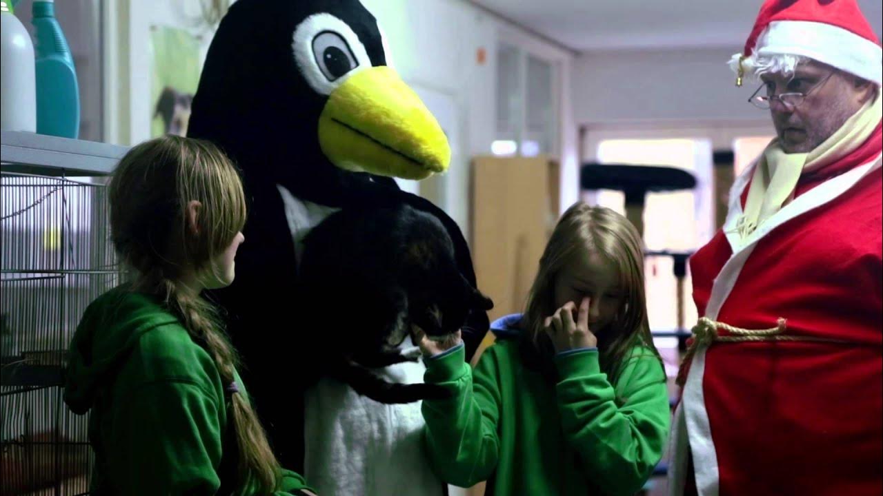 aktion tier-Video: Tiere sind keine Weihnachtsgeschenke - YouTube