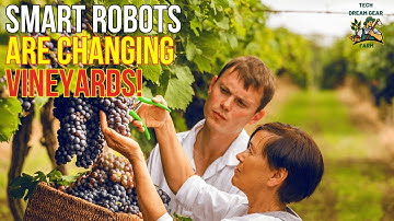 Meet the Automated Grape Harvesting Robot Revolutionizing Vineyards!