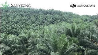 DJI Agras Spraying Oil Palm