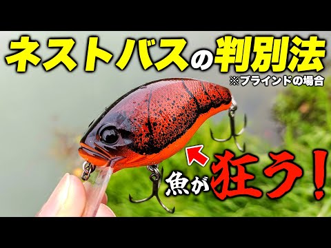 プロ直伝！ネストのブラックバスの見分け方【ブラインドのネスト撃ち