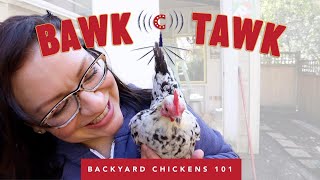 Hatching Chicks with a Mother Hen! Bawk Tawk Podcast