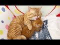 我が子を愛する父猫の最高に可愛い姿に泣き笑い💓 #子猫 #猫 #マンチカン