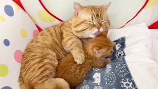 Cat dad hugs baby kitten