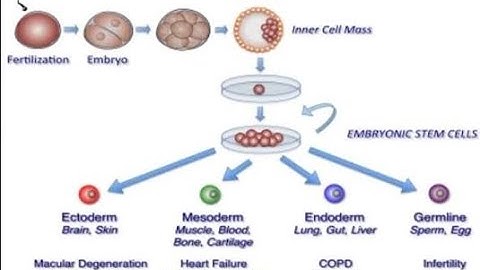 Stem Cell Processing