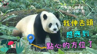 20230203 佛心保育員點心全放一樹，圓寶找果掉果都慢悠悠 The Giant Panda Yuan Bao