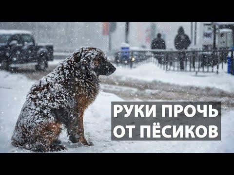 МАССОВЫЕ УБИЙСТВА ЖИВОТНЫХ В ХАБАРОВСКЕ | СТОЛИЦА ЖИВОДЕРОВ | ОДУМАЙТЕСЬ | РУКИ ПРОЧЬ ОТ ПЁСИКОВ