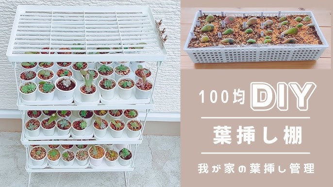 Diy 葉挿し棚も葉挿しトレーも100均 ダイソー で管理してます 多肉植物 エケベリア Youtube Diy 葉挿し棚も葉挿しトレーも100均 ダイソー で管理してます 多肉植物 エケベリア Youtube