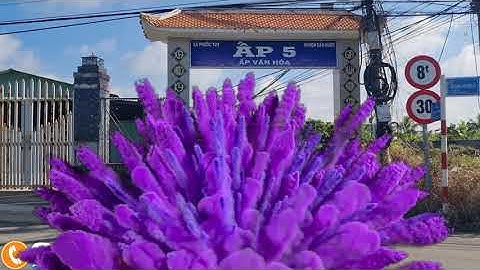 Bán 533m2 đất lúa 15 ×36 ấp5 xã phước tuy cần đước Long An vực được chuyển thổ cư