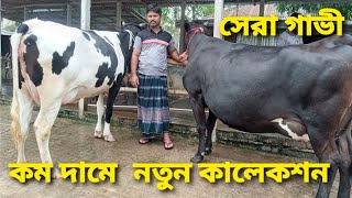 কম দামে নতুন কালেকশন কৃত সেরা গাভী কিনুন তরিকুল ডেইরি ফার্ম থেকে. new cow. pabna deiry.
