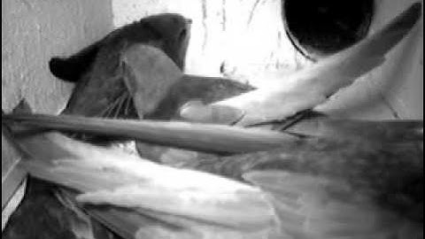 Een kast vol gierzwaluwen en muggen 5=7=09, 23.54 uur